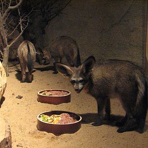Zoo Praha - Bat-eared Foxes inside the nocturnal Africa House