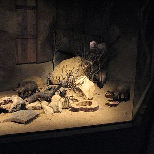 Zoo Praha - Bat-eared Fox exhibit inside the nocturnal Africa House