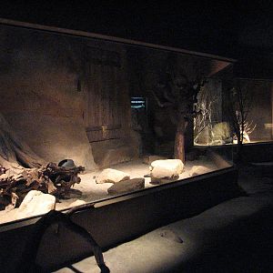 Zoo Praha - Bat-eared Fox exhibit inside the nocturnal Africa House