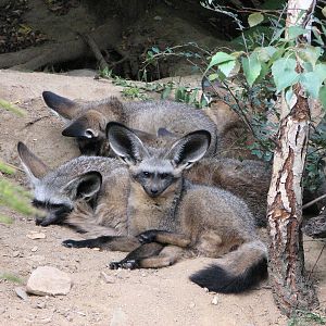 Zoo Praha - Bat-eared Fox family in the outside exhibit