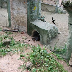 Zoo Praha - African Brush-Tailed Porcupine in the outside exhibit