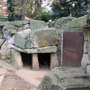 Zoo Praha - Cape Porcupines in the outside exhibit