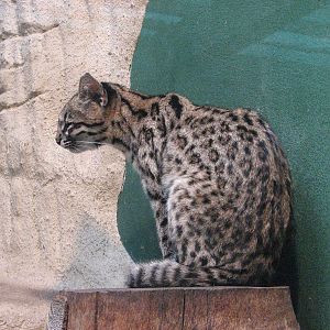 Zoo Praha - Oncilla in the South America House