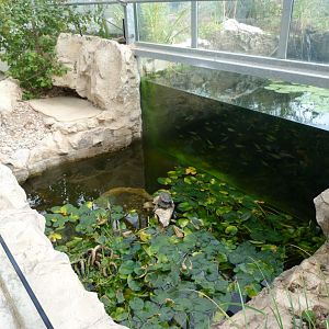 European pond turtle and Western caspian turtle exhibit -Zoo Plzeň (2025)