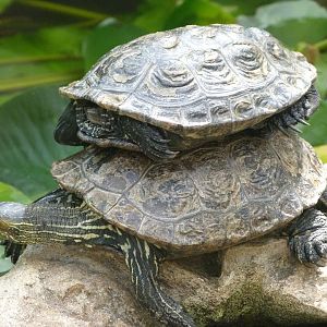 Western caspian turtles -Zoo Plzeň (2025)