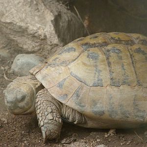 Eastern Hermann's tortoise -Zoo Plzeň (2025)