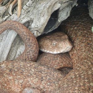 Cyclades viper -Zoo Plzeň (2025)