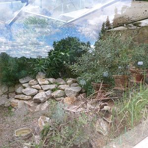 Cyclades viper exhibit -Zoo Plzeň (2025)