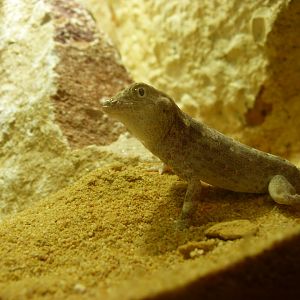 Carter's rock gecko -Zoo Plzeň (2025)