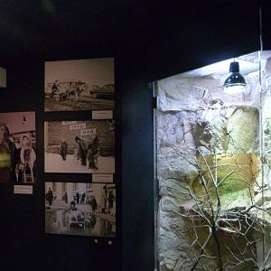 Veiled chameleon exhibit in the Hanzelka and Zikmund museum -Zoo Plzeň (2025)