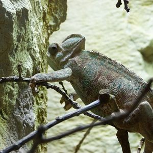 Veiled chameleon -Zoo Plzeň (2025)