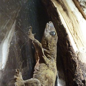 Pacific giant gecko -Zoo Plzeň (2025)