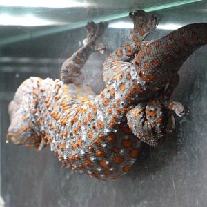 Tokay gecko -Zoo Plzeň (2025)