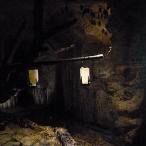 Pallas's long-tongued bat exhibit -Zoo Plzeň (2025)