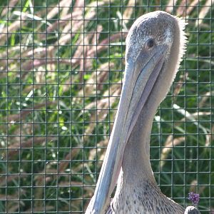 Eastern brown pelican -Zoo Plzeň (2025)
