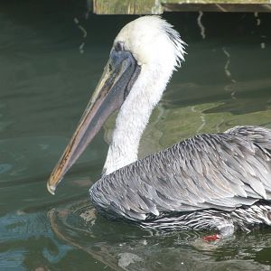 Eastern brown pelican -Zoo Plzeň (2025)