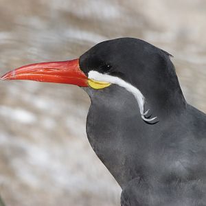 Inca tern -Zoo Plzeň (2025)