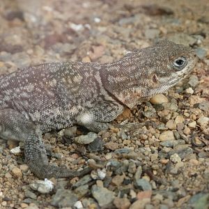 Merrem's Madagascar swift -Zoo Plzeň (2025)