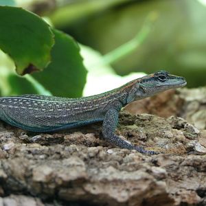 Mozambique girdled lizard -Zoo Plzeň (2025)