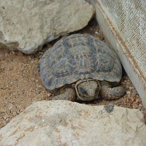 Speckled cape tortoise -Zoo Plzeň (2025)