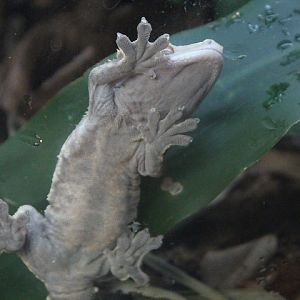 Crested gecko (Correlophus ciliatus)