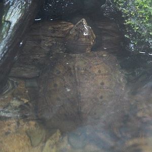 Big-headed turtle (Platysternon sp.)