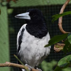 Hooded butcherbird