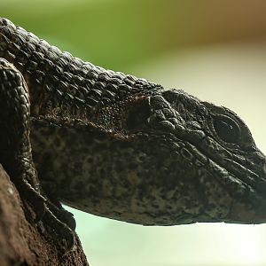 Western girdled lizard : Chester Zoo : 06 Sep 2025
