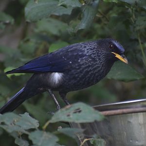 Blue whistling trush