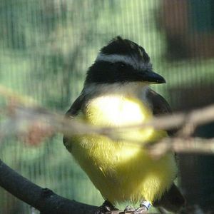Great kiskadee -Zoo Plzeň (2025)