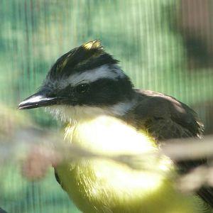 Great kiskadee -Zoo Plzeň (2025)