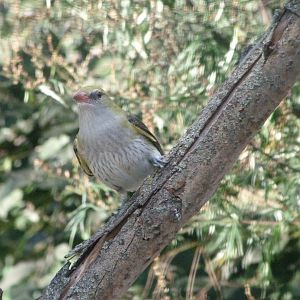 Eurasian golden oriole -Zoo Plzeň (2025)