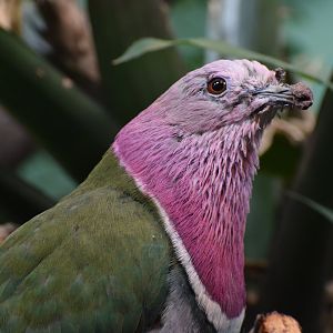 Pink-headed fruit-dove