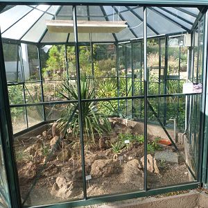 Gran Canarian giant lizard exhibit -Zoo Plzeň (2025)