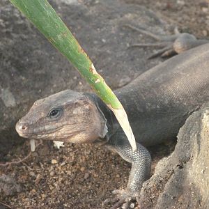 Gran Canarian giant lizard -Zoo Plzeň (2025)