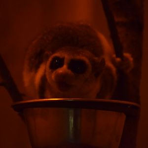 Fat-tailed dwarf lemur