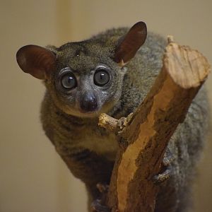 Northern greater galago