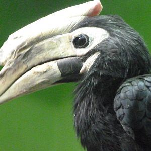 Palawan hornbill -Zoo Plzeň (2025)