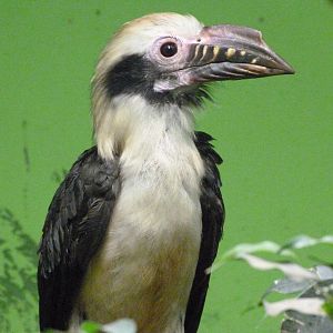 Luzon hornbill -Zoo Plzeň (2025)