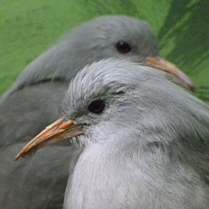 Kagus -Zoo Plzeň (2025)