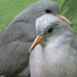 Kagus -Zoo Plzeň (2025)