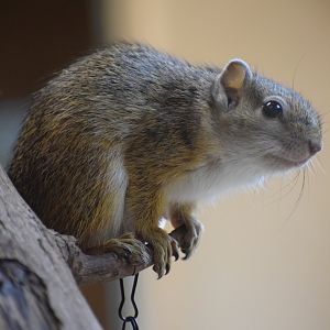 Smith's bush squirrel