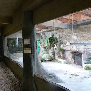 Aldabra giant tortoise indoors exhibit -Zoo Plzeň (2025)