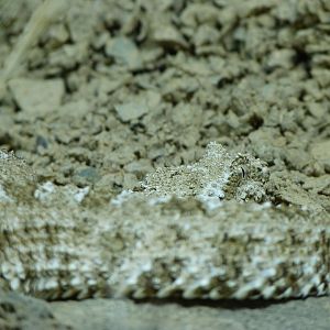 Spider-tailed horned viper -Zoo Plzeň (2025)