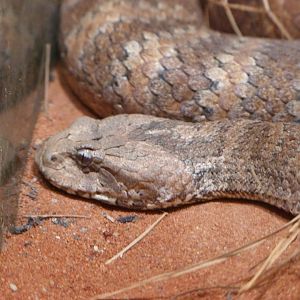Southern death adder -Zoo Plzeň (2025)