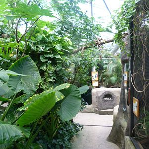 Philippine greenhouse -Zoo Plzeň (2025)