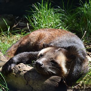 White-bearded masked palm civet