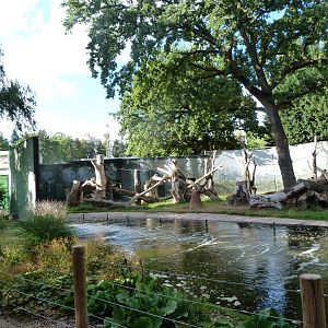 Common chimpanzee exhibit -Zoo Plzeň (2025)