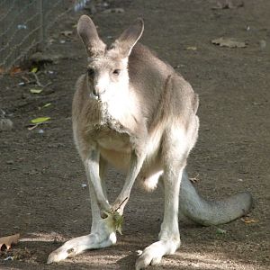 Eastern grey kangaroo -Zoo Plzeň (2025)