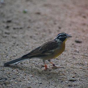 Golden-breasted bunting